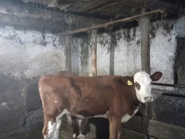 Kuh, Simmental cattle