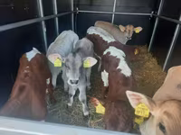 Toro, Simmental cattle — foto 2