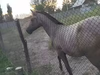فرس, Thoroughbred horse — الصورة 3