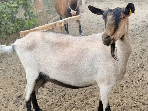عنزة, Alpine goat