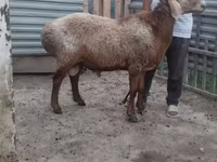 Widder, Arashan sheep — Foto 2