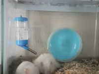 Akvaryum tipli şüşə qəfəsdə iki ağ hamster komplekti. Xüsusiyyətlər — фото 1