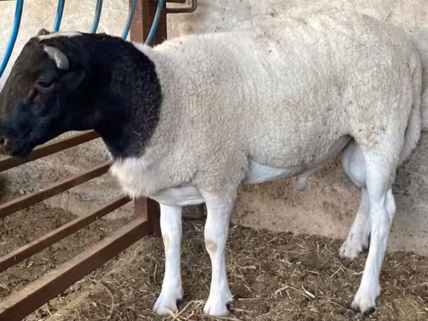 Widder, Dorper sheep