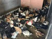 Chickens — foto 2