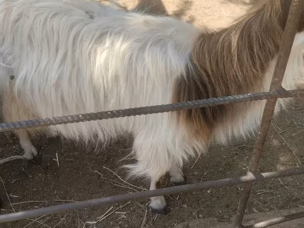 Ziege, Ziegen