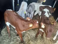 Bulle, Simmental cattle — Foto 4