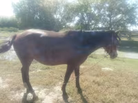 घोड़ी, Horse breed — फ़ोटो 1