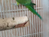 Qəfəslə erkəy 200 azn vatsap əlaqə Nimfa (Cockatiel) tutuquşu və qəfəs — الصورة 5