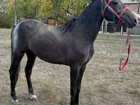 Айғыр, Orlov Trotter — 2-сурет