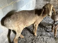 母羊, Katum sheep — 照片 3