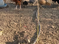 Chickens — 2-rasm