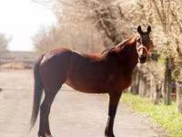 Yegua, Thoroughbred horse — foto 3
