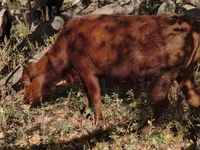 Toro, Ganado vacuno — foto 2