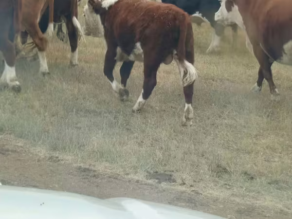 Toro, Cabeza Blanca Ucraniana