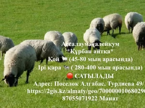 Qoç, Qoyunlar