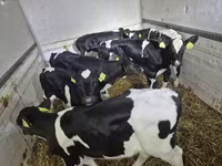 Bulle, Simmental cattle — Foto 6