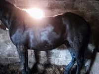 خيول (دفعة، الجنس غير محدد), Horse breed — الصورة 1