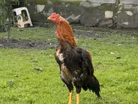 مالاي غيم — الصورة 2