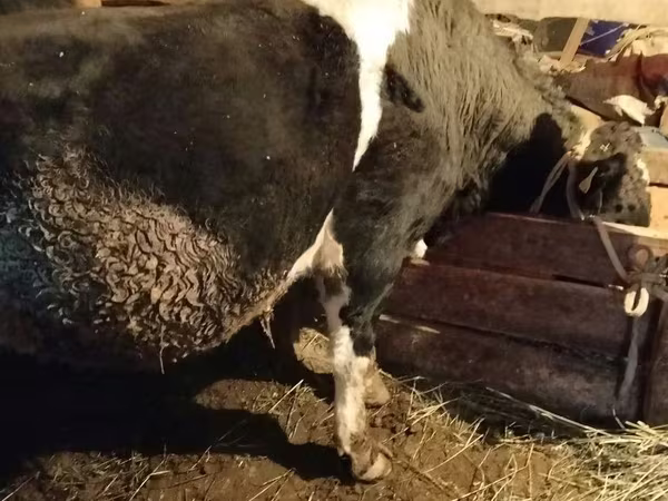 Bulle, Kasachische Weißkopfkuh