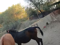 Caballo, Caballos — foto 2