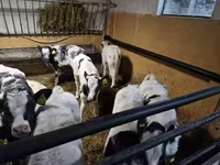 Rinder (Partie, Geschlecht nicht angegeben), Russian Black pied cattle — Foto 1