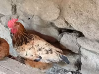Chickens — Foto 3