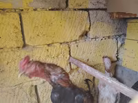 Chickens — Foto 1