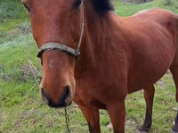 Mare, Horses — photo 1