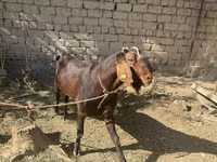 Dişi keçi, Nubian Goat — foto 3