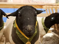 كبش, Dorper sheep — الصورة 5