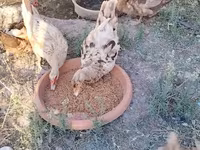 Chickens — الصورة 4
