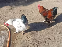 Chickens — Foto 1