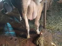 Vaca, Ganado vacuno — foto 2