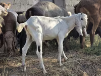 Ziegenbock, Beetal goats — Foto 1