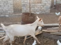 बकरा, बकरियाँ — फ़ोटो 3