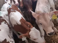 Bovinos (lote, sexo no especificado), Simmental cattle — foto 3