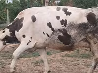 Kuh, Russian Black pied cattle — Foto 1