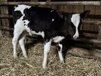 Bulle, Russian Black pied cattle — Foto 4