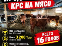 Bulle, Simmental cattle — Foto 1