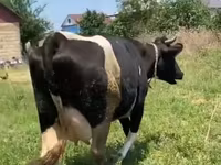 Sigir, Russian Black pied cattle — 8-rasm