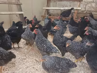 Australorp — foto 3