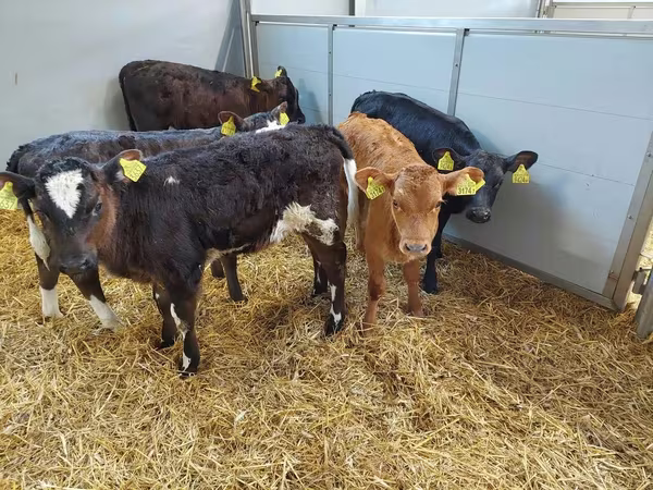 Kuh, Simmental cattle