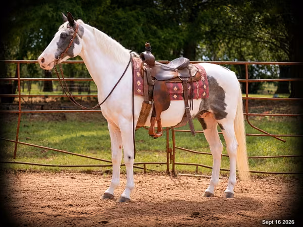 حصان, National Show Horse
