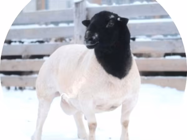 Баран, Dorper sheep