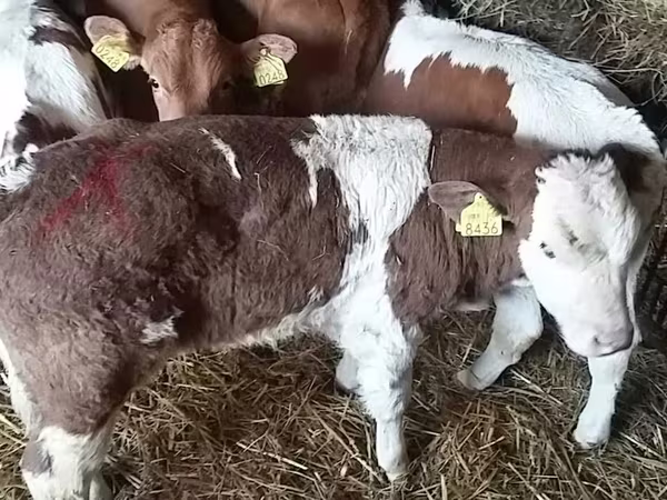 ثور, Simmental cattle