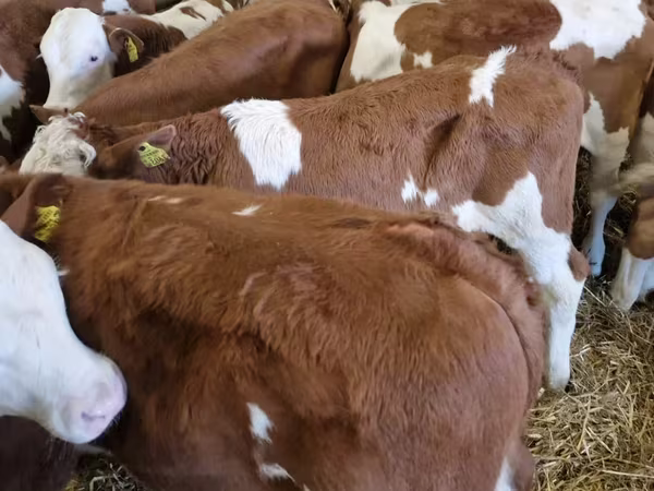 Rinder (Partie, Geschlecht nicht angegeben), Limousin-Kuh