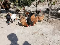 Chickens — Foto 1