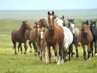 فرس, Horse breed — الصورة 1