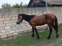 حصان, Azerbaijan horse — الصورة 4