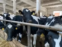 Vaca, Raza Holstein — foto 6